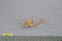 藏品(雙棘仿蛛形蟹)的圖片